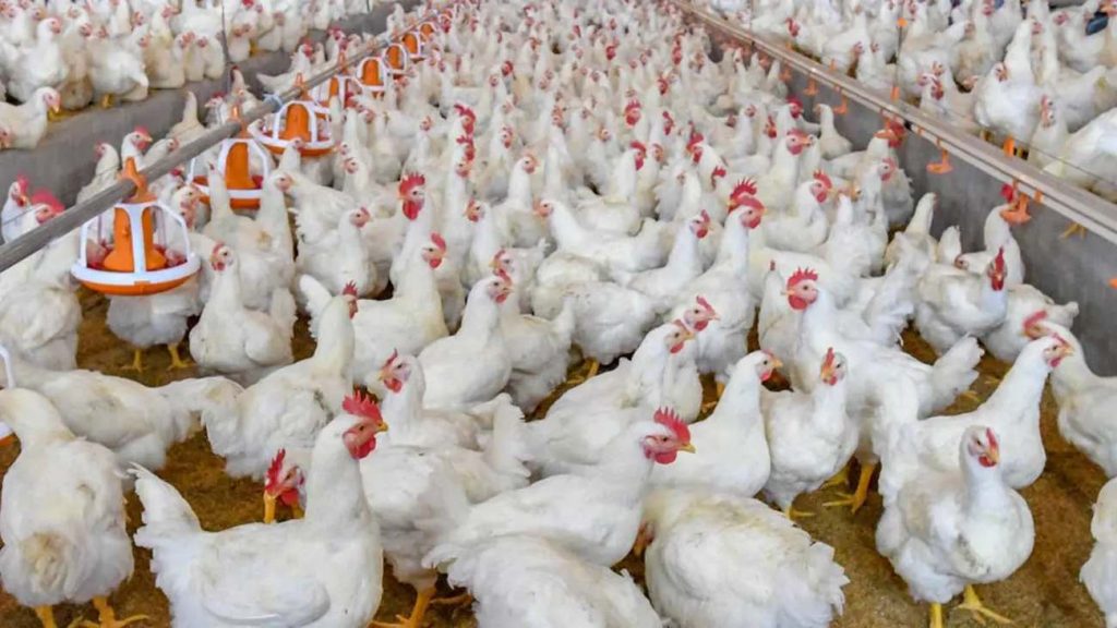 تشخیص کوکسیدیوز; پیشرفت های یکپارچه و استراتژی های نوظهور