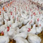 تشخیص کوکسیدیوز; پیشرفت های یکپارچه و استراتژی های نوظهور