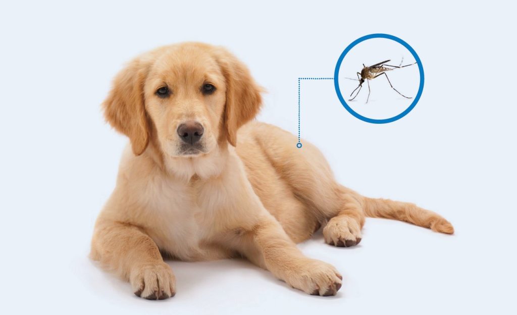 لیشمانیا در سگ; علت، علائم و درمان