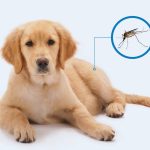 لیشمانیا در سگ; علت، علائم و درمان