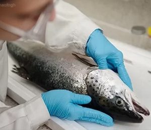 مهم‌ترین تداخلات آنتی‌بیوتیکی در پرورش آبزیان؛ آنچه هر مزرعه‌دار باید بداند