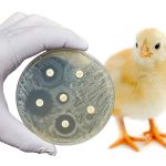 هزینه‌های پنهان مقاومت آنتی‌بیوتیکی برای مزرعه‌دار و زنجیره تأمین مرغ گوشتی