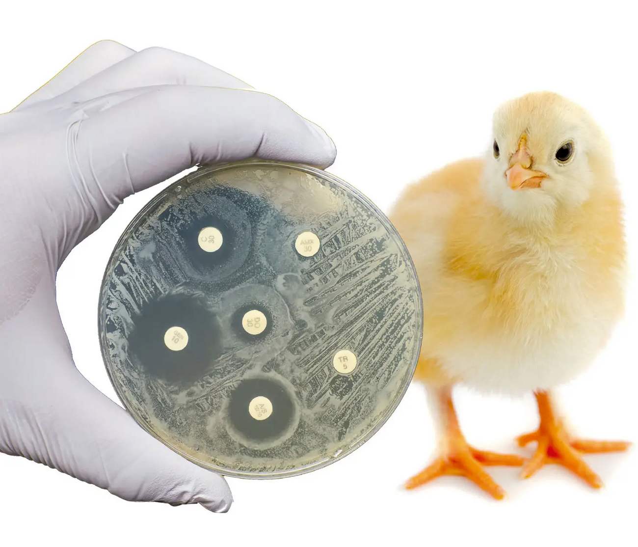 هزینههای پنهان مقاومت آنتیبیوتیکی برای مزرعهدار و زنجیره تأمین مرغ گوشتی