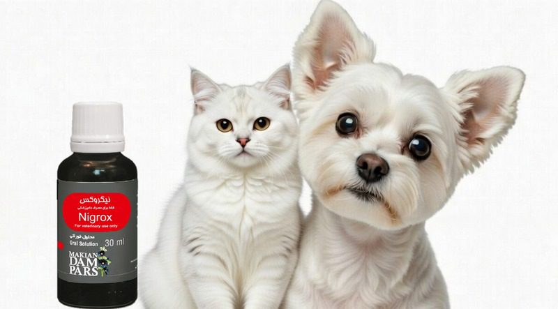 نارسایی قلب در سگ و گربه; از علت تا درمان