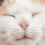 کلسی ویروس گربه; از علت تا درمان