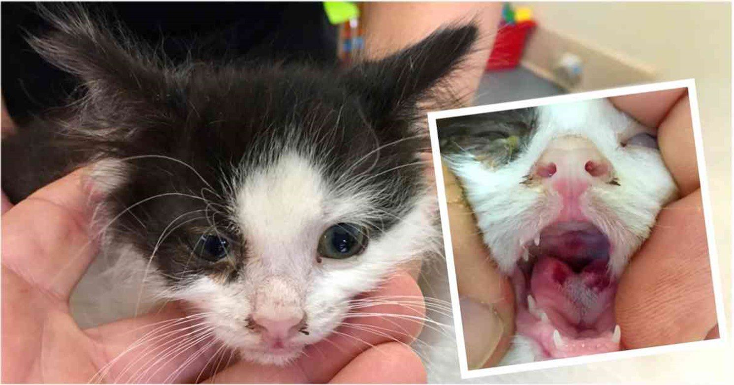 کلسی ویروس گربه; از علت تا درمان