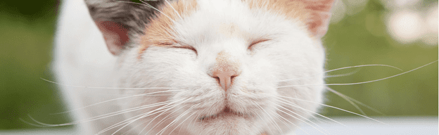 کلسی ویروس گربه; از علت تا درمان