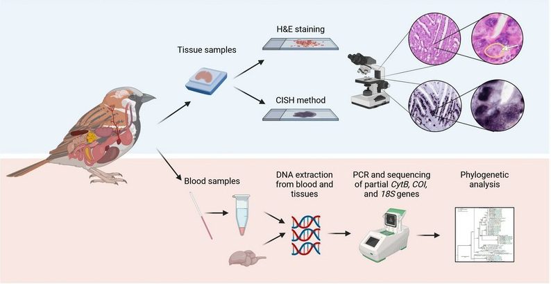 کوکسیدیوز در پرندگان زینتی; گنجشک سانان