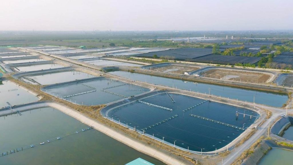 مسمومیت با آمونیاک در ماهیان ؛ قاتل خاموش استخرهای پرورشی