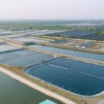 مسمومیت با آمونیاک در ماهیان ؛ قاتل خاموش استخرهای پرورشی