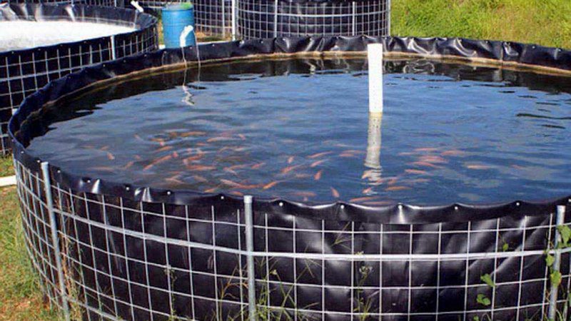 مسمومیت با آمونیاک در ماهیان ؛ قاتل خاموش استخرهای پرورشی