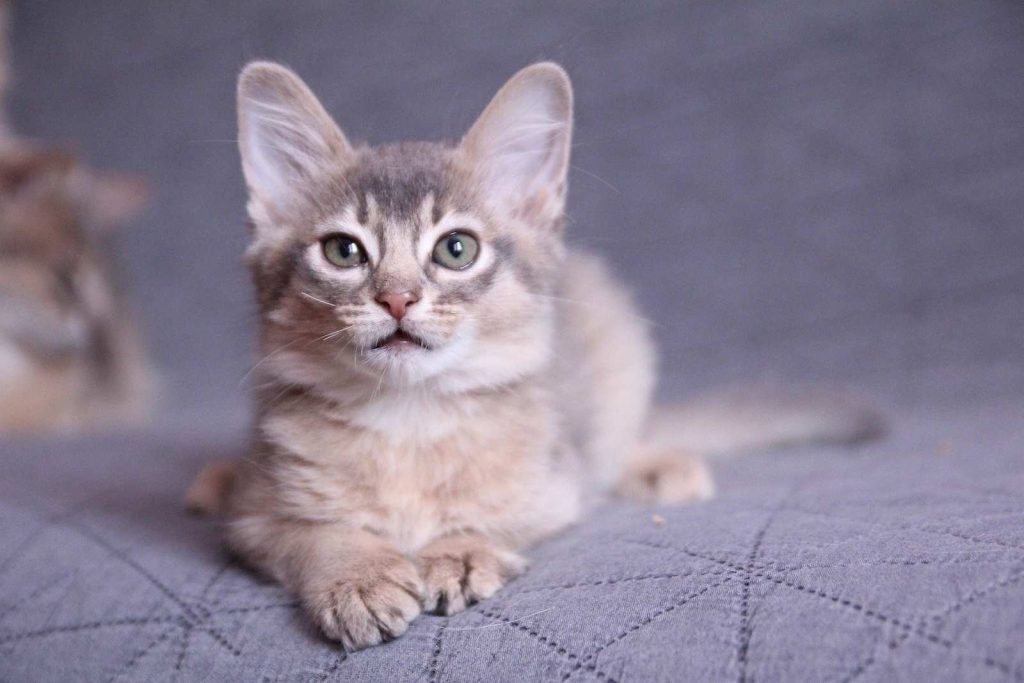 آمیلوئیدوز در گربهها; از علائم تا درمان