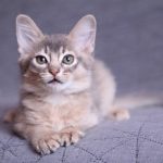 آمیلوئیدوز در گربه‌ها; از علائم تا درمان