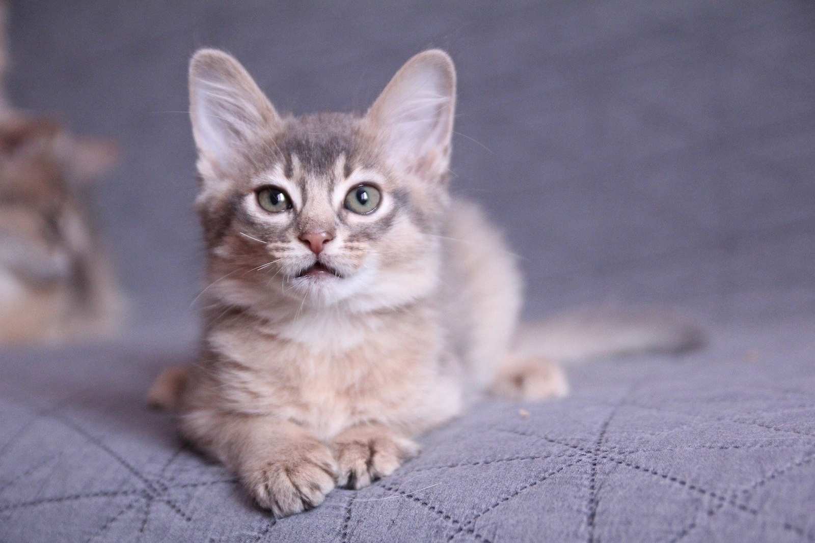 آمیلوئیدوز در گربهها; از علائم تا درمان