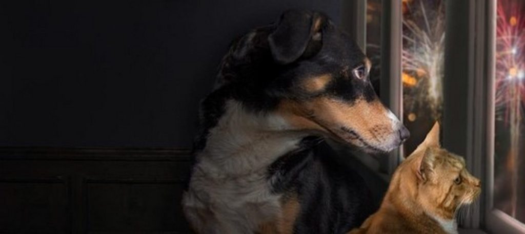 استرس و اثرات آن بر روی سیستم ایمنی حیوانات خانگی