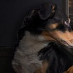 استرس و اثرات آن بر روی سیستم ایمنی حیوانات خانگی