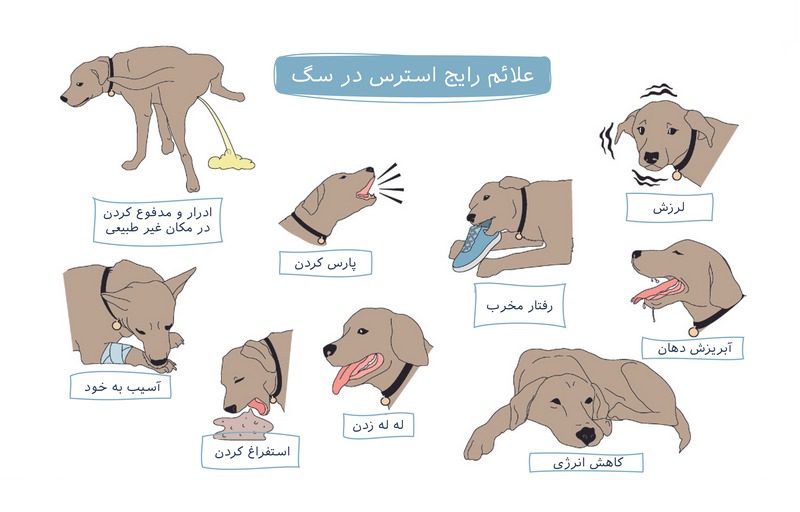 کاهش استرس و اضطراب در سگ و گربه