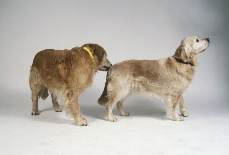 بیماری بروسلوز در سگ‌ها چیست؟