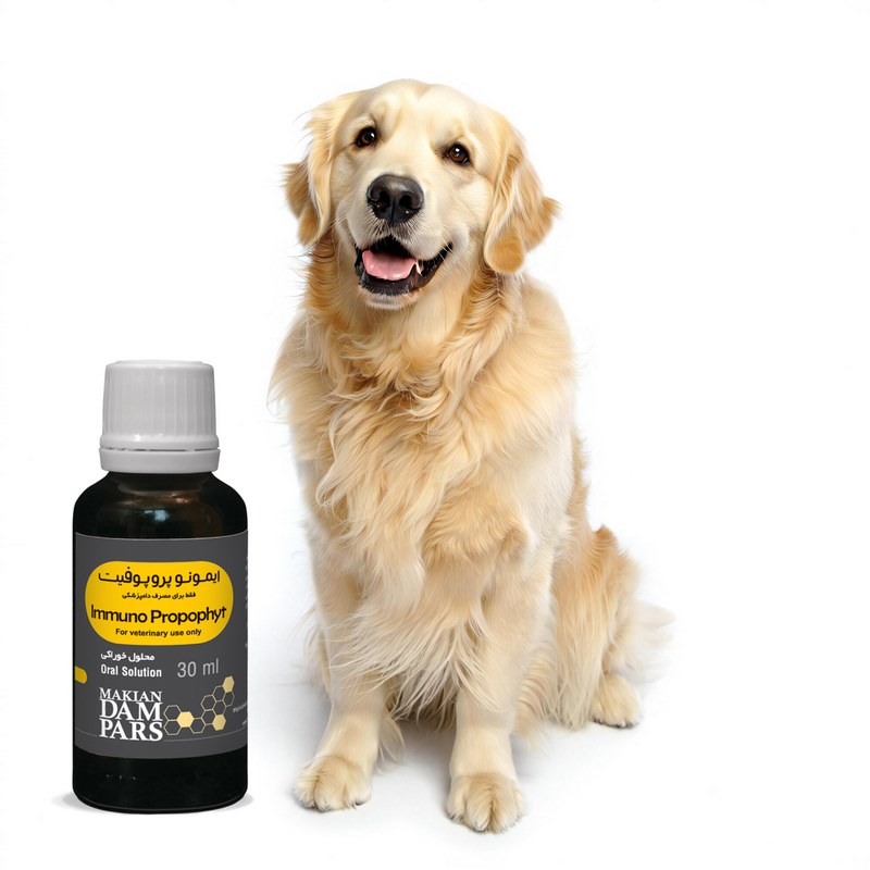 بیماری بروسلوز در سگ‌ها چیست؟