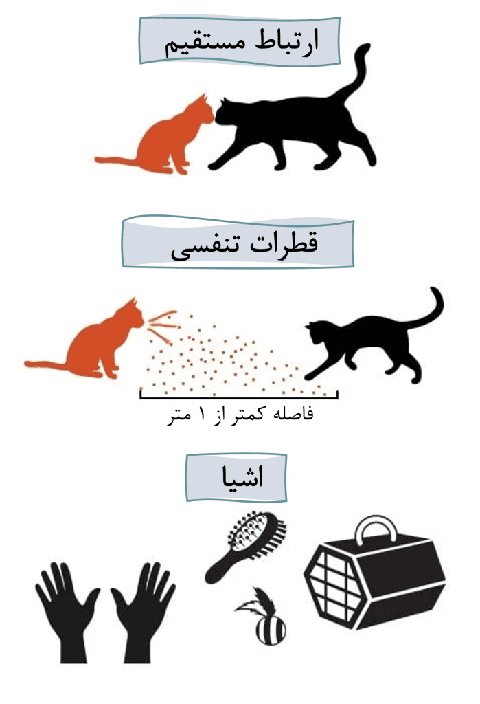 کلسی ویروس گربه; از علت تا درمان