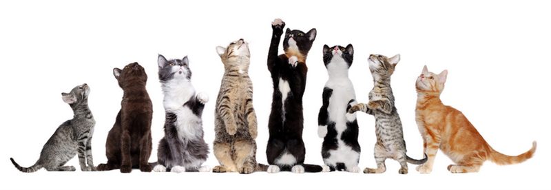 پرکاری تیروئید در گربه; از علائم تا درمان