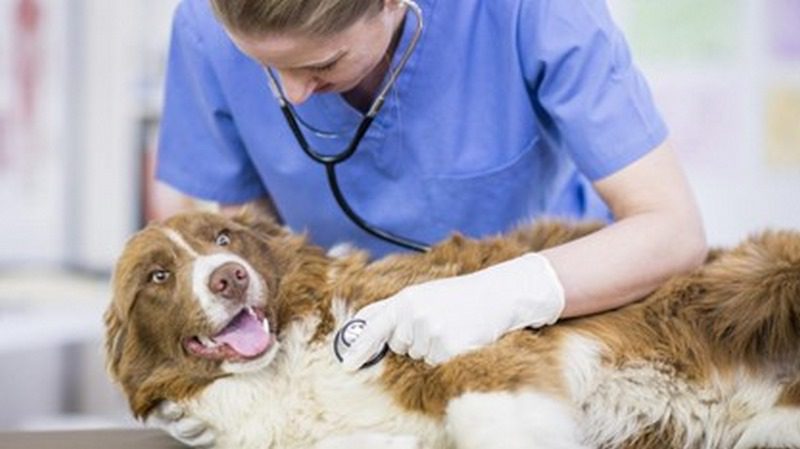 نارسایی قلب در سگ و گربه; از علت تا درمان