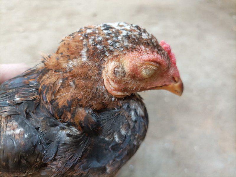 نقش تغذیه و افزودنی های خوراک در پیشگیری از کوکسیدیوز طیور