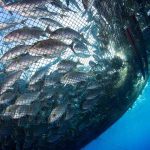 تأثیر استرس سرمایی در پرورش آبزیان و عوامل مقابله با آن