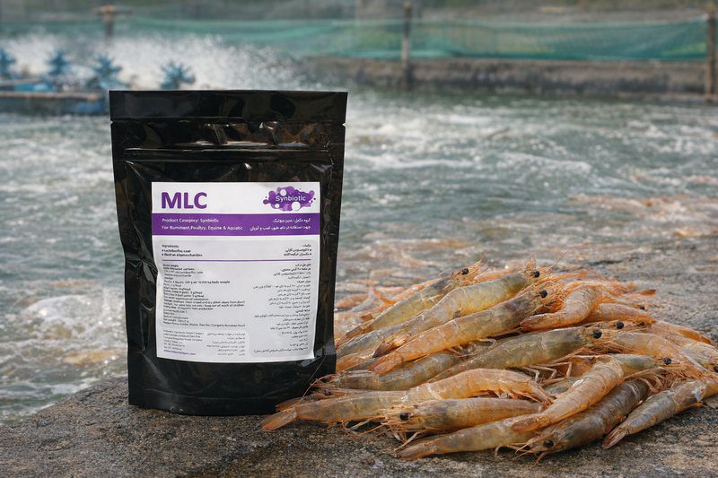 بیماری نکروز حاد کبدی میگو (AHPND) از علت تا درمان