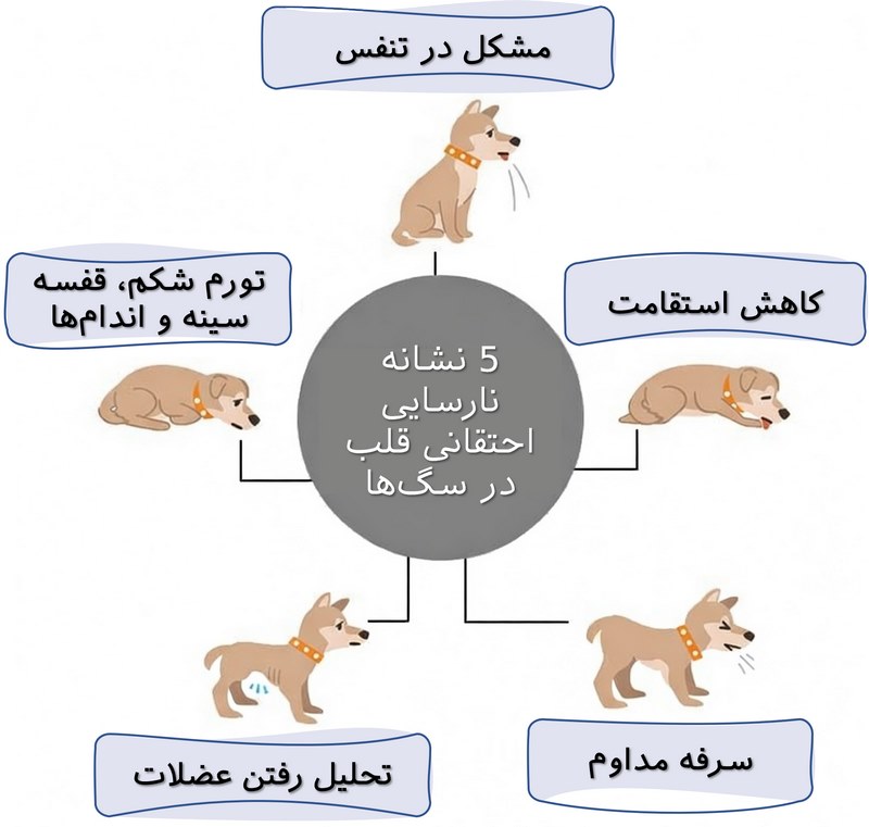 نارسایی قلب در سگ و گربه; از علت تا درمان