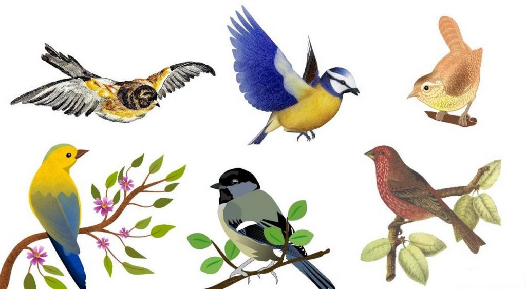 کوکسیدیوز در پرندگان زینتی; گنجشک سانان