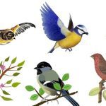 کوکسیدیوز در پرندگان زینتی; گنجشک سانان