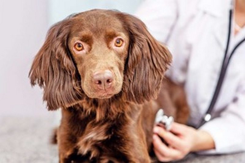 نارسایی قلب در سگ و گربه; از علت تا درمان