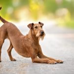 پانکراتیت در سگ‌ها; از علت تا درمان