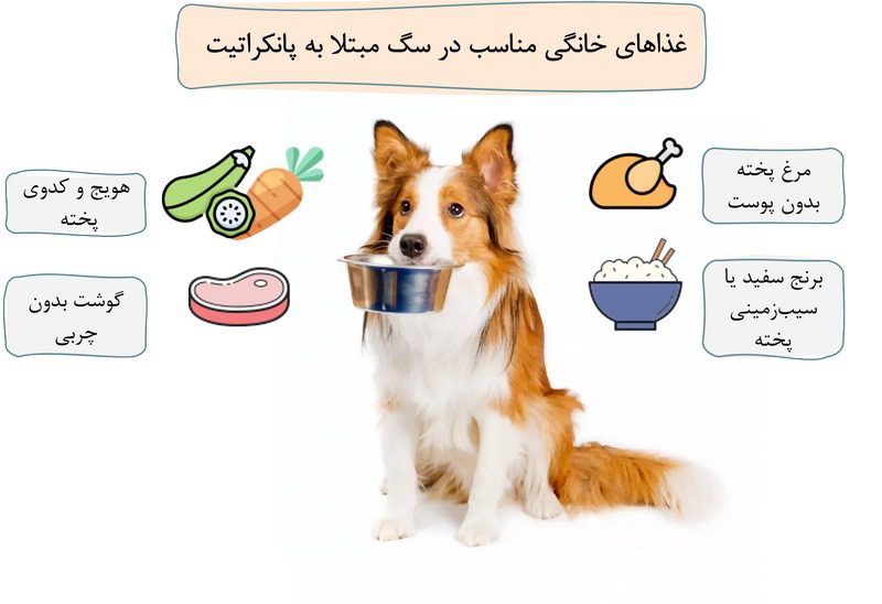 پانکراتیت در سگها; از علت تا درمان