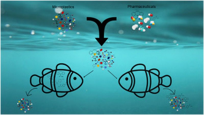 مهم‌ترین تداخلات آنتی‌بیوتیکی در پرورش آبزیان؛ آنچه هر مزرعه‌دار باید بداند