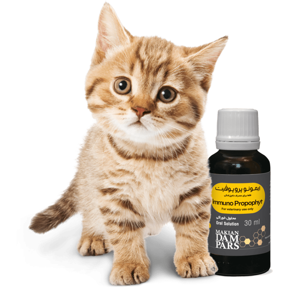 کلسی ویروس گربه; از علت تا درمان