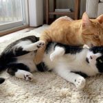 ایدز گربه یا نقص ایمنی گربه‌سانان (FIV); از علت تا درمان