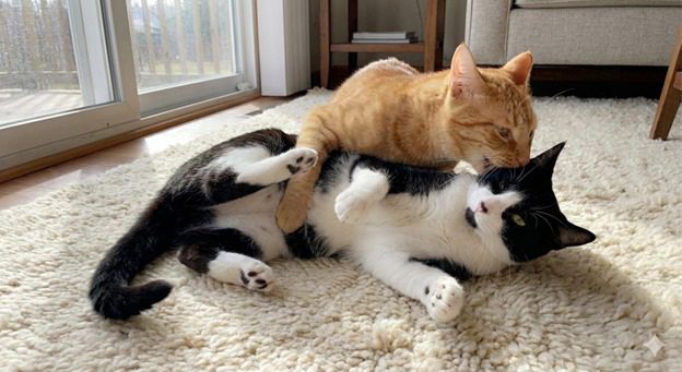 ایدز گربه یا نقص ایمنی گربه‌سانان (FIV); از علت تا درمان