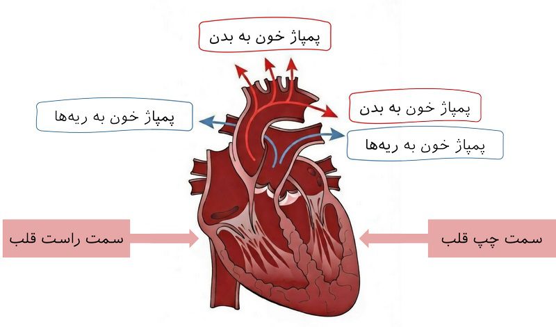 نارسایی قلب در سگ و گربه; از علت تا درمان