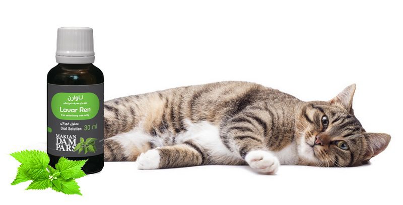 پرکاری تیروئید در گربه; از علائم تا درمان