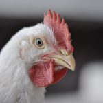 کوکسیدیوز طیور و اثر آن بر سندروم رد دان