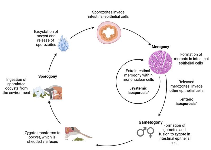 کوکسیدیوز در پرندگان زینتی; گنجشک سانان