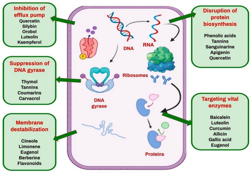 هزینههای پنهان مقاومت آنتیبیوتیکی برای مزرعهدار و زنجیره تأمین مرغ گوشتی