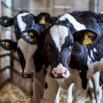 نقش تغذیه و مکمل های خوراک در پیشگیری از کوکسیدیوز در گوساله ها