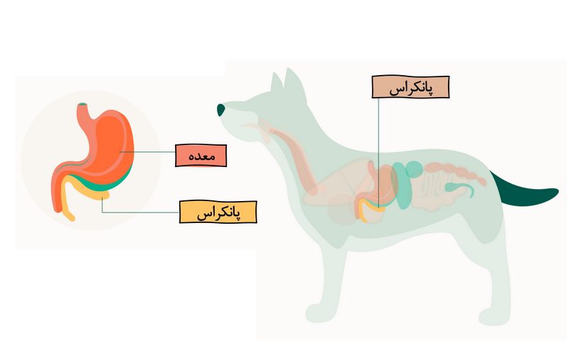 پانکراتیت در سگها; از علت تا درمان