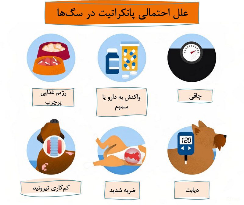 پانکراتیت در سگها; از علت تا درمان