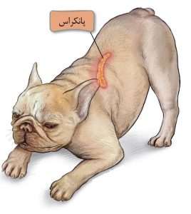 پانکراتیت در سگها; از علت تا درمان