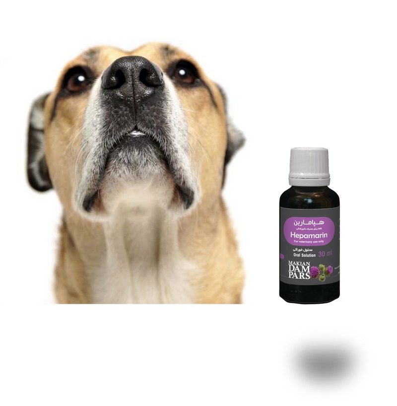 پانکراتیت در سگها; از علت تا درمان