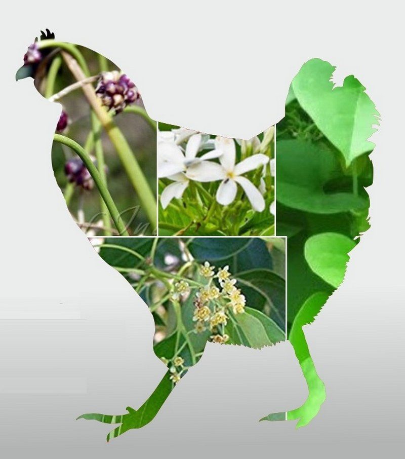 نقش تغذیه و افزودنی های خوراک در پیشگیری از کوکسیدیوز طیور